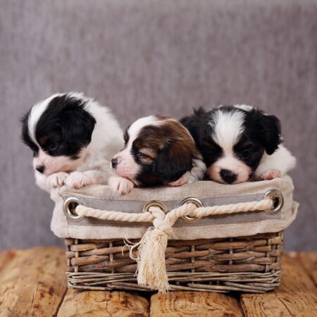 Papillon Wasmachine mat - Puppies - Afbeelding 3