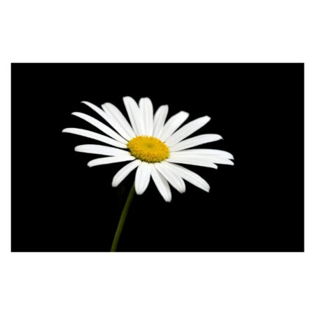 Papillon Inductie Beschermer - Margriet - Afbeelding 3