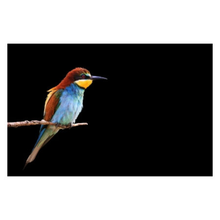 Papillon Inductie Beschermer - Paradijsvogel - Afbeelding 3